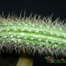 Una foto de Peniocereus serpentinus
