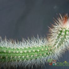 Una foto de Peniocereus serpentinus