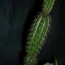 Una foto de Arrojadoa rhodantha