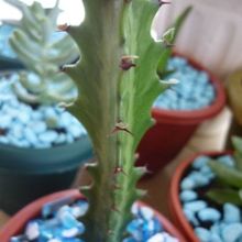 A photo of Euphorbia lactea