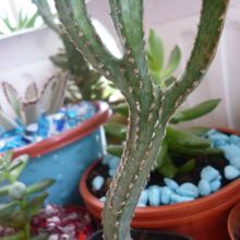 A photo of Cereus spegazzinii