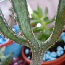 A photo of Cereus spegazzinii