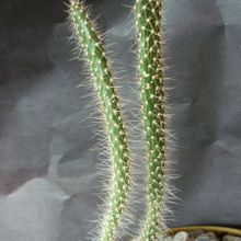 Una foto de Corynopuntia marenae