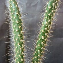 Una foto de Corynopuntia marenae