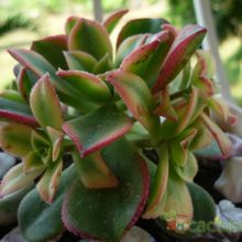 Una foto de Aeonium haworthii cv kiwi