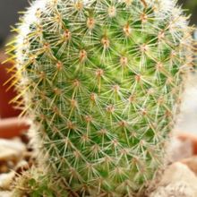 A photo of Mammillaria muehlenpfordtii