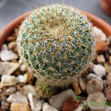 A photo of Mammillaria muehlenpfordtii