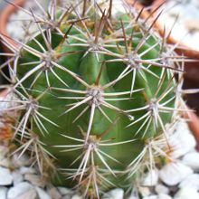 A photo of Echinopsis huotii