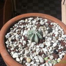 A photo of Aztekium hintonii