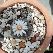 A photo of Turbinicarpus schmiedickeanus ssp. schwarzii