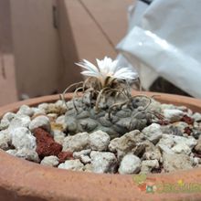 A photo of Turbinicarpus schmiedickeanus ssp. schwarzii