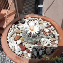 A photo of Turbinicarpus schmiedickeanus ssp. schwarzii