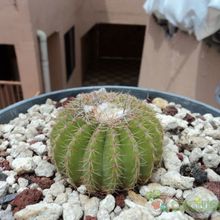 A photo of Parodia schumanniana