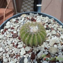 A photo of Parodia schumanniana