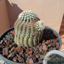 Una foto de Echinocereus pectinatus