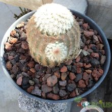 Una foto de Echinocereus pectinatus
