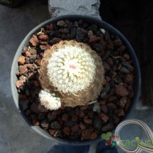 Una foto de Echinocereus pectinatus