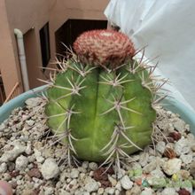 Una foto de Melocactus pachyacanthus