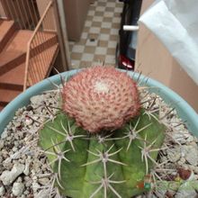 Una foto de Melocactus pachyacanthus