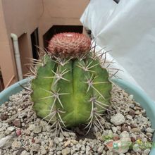 Una foto de Melocactus pachyacanthus