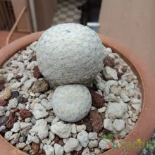 A photo of Mammillaria herrerae