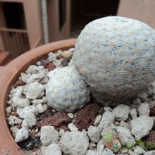 A photo of Mammillaria herrerae