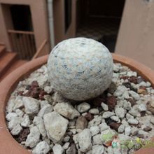 A photo of Mammillaria herrerae