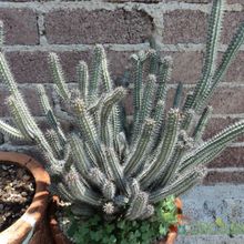 A photo of Euphorbia baioensis