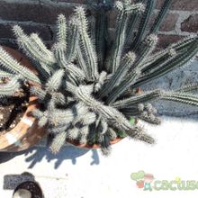 A photo of Euphorbia baioensis