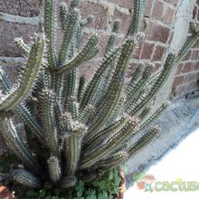 A photo of Euphorbia baioensis