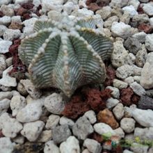 A photo of Aztekium hintonii