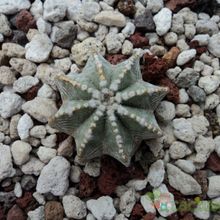 A photo of Aztekium hintonii
