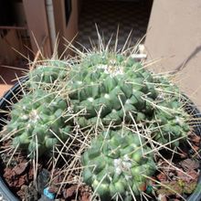 Una foto de Mammillaria compressa ssp. compressa