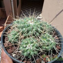 Una foto de Mammillaria compressa ssp. compressa