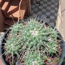 Una foto de Mammillaria compressa ssp. compressa