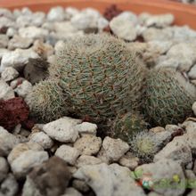 Una foto de Rebutia heliosa x pulvinosa cv. sunrise (HIBRIDO)