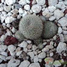 Una foto de Rebutia heliosa x pulvinosa cv. sunrise (HIBRIDO)