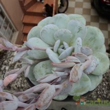 A photo of Echeveria laui