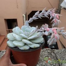 A photo of Echeveria laui