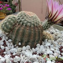 Una foto de Echinocereus pectinatus