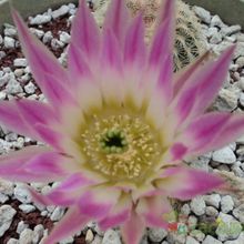 Una foto de Echinocereus pectinatus