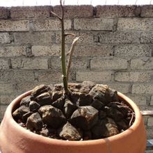 A photo of Dioscorea mexicana