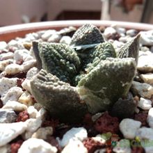 Una foto de Ariocarpus fissuratus subsp. fissuratus