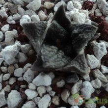 Una foto de Ariocarpus fissuratus subsp. fissuratus