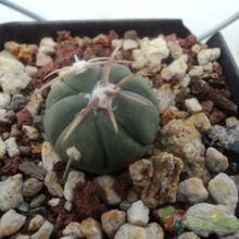 Una foto de Echinocactus horizonthalonius