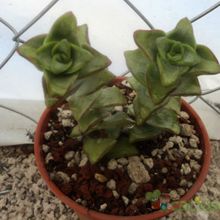 A photo of Crassula perforata