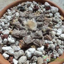 Una foto de Ariocarpus fissuratus subsp. fissuratus