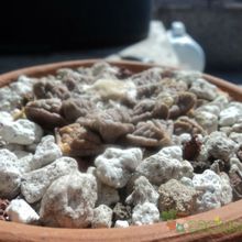 Una foto de Ariocarpus fissuratus subsp. fissuratus