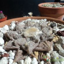 Una foto de Ariocarpus fissuratus subsp. fissuratus
