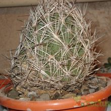 A photo of Coryphantha neglecta